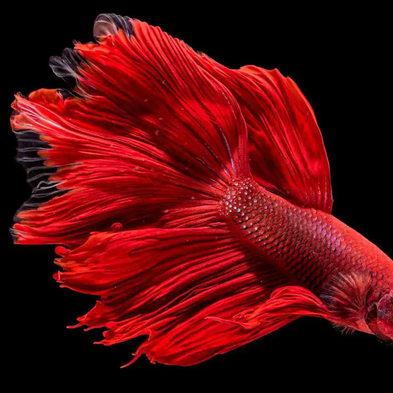 List 7 Are Fish Color Blind - GA Pet Sitters